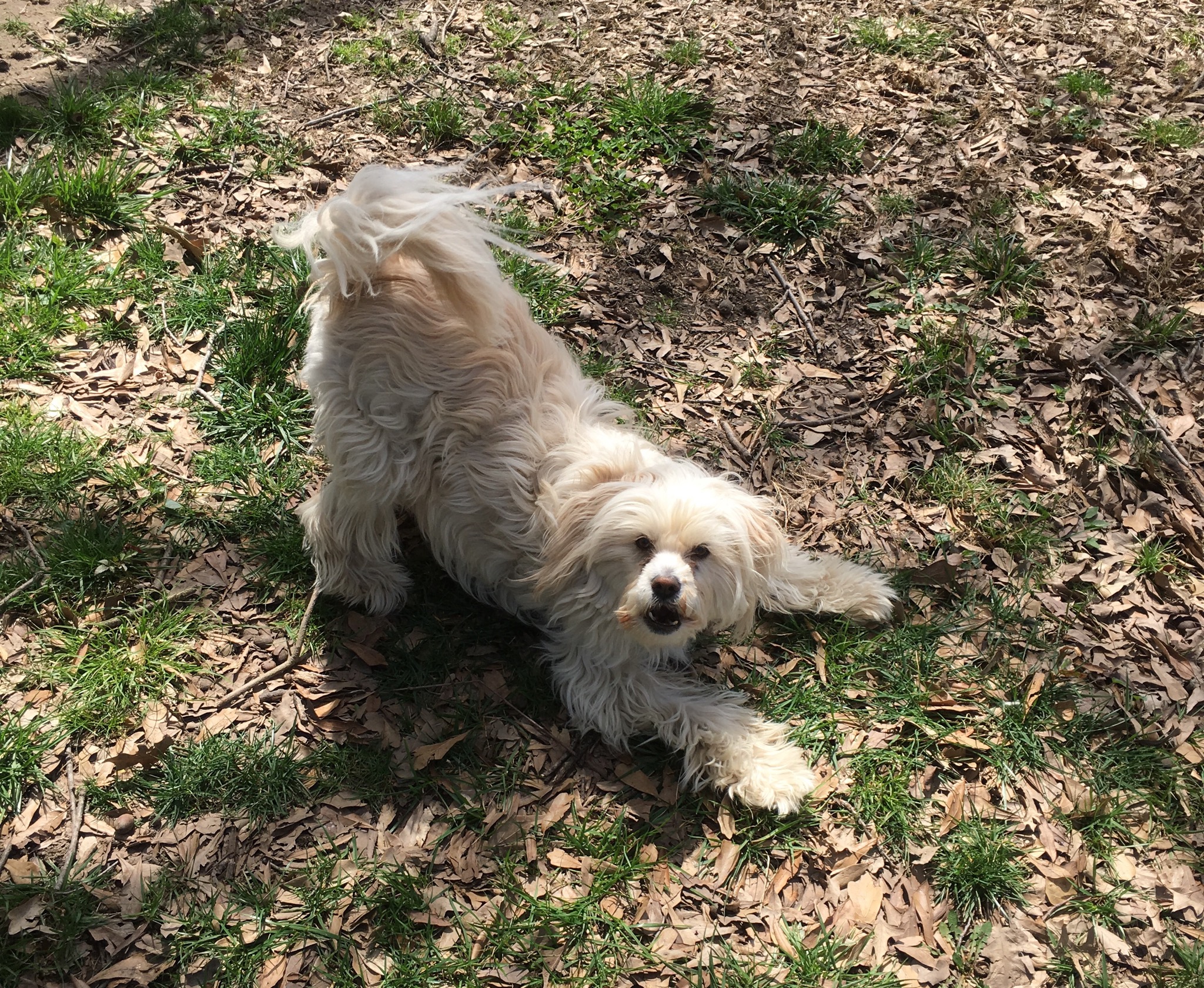 A cream-white Maltipoo in a play bow pose on a patch of grass and mulch, looking up at the camera