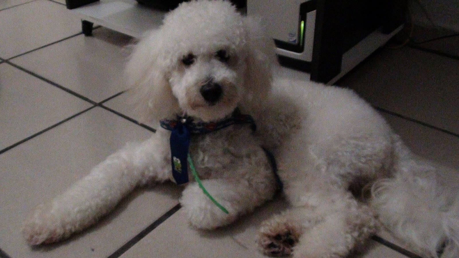 A small white poodle/maltese, gallery photo 3 of 6.